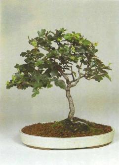 ��� ������, Fagus sylvatica