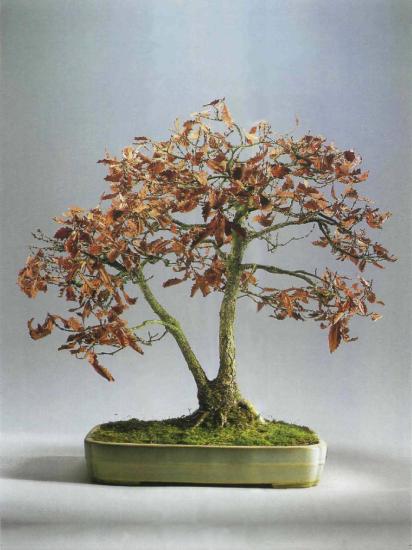 ������ �������,�Aesculus hippocastanum