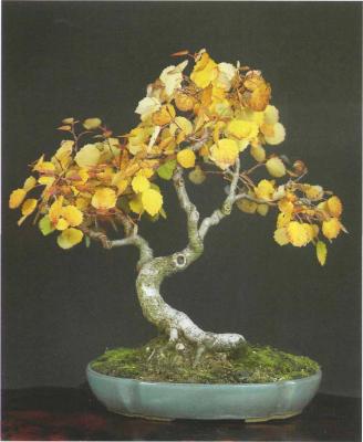 ������ �������,�Aesculus hippocastanum