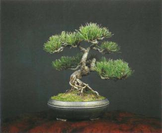 ����� ������, Pinus nigra