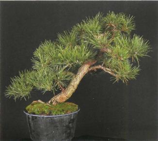 ����� ������, Pinus nigra