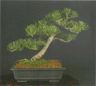 ����� ������, Pinus nigra