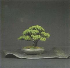 ����� ������, Pinus nigra