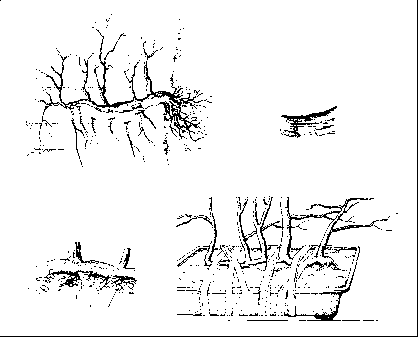 �������� �. - ������ �� �������� ����������� �����