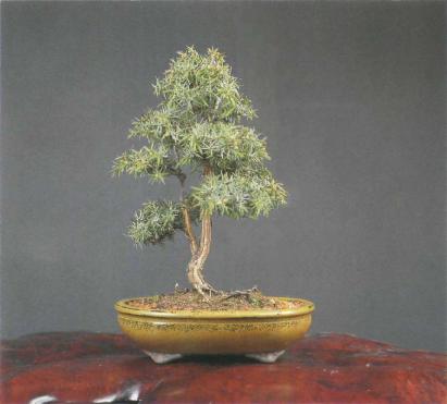 ����� ������, Pinus nigra