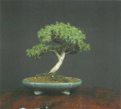 ����� ������, Pinus nigra