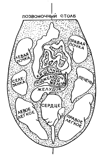 �������. �����  �������������