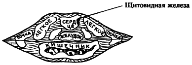 �������. �����  �������������