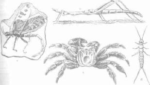 ��������� - � �������� � �� ��������