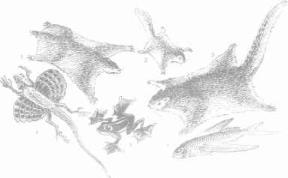 ��������� - � �������� � �� ��������