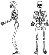 ������ �. - ������������ ����������� �������