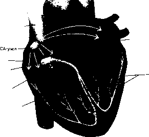 ������ - ���������� ������