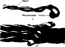 ������ - ���������� ������