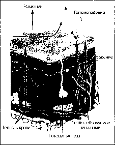 ������ - ���������� ������