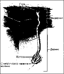 ������ - ���������� ������