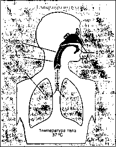 ������ - ���������� ������