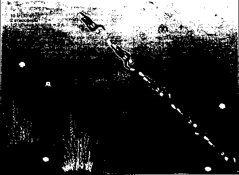 ������ - ���������� ������