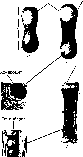 ������ - ���������� ������