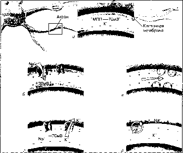 ������ - ���������� ������