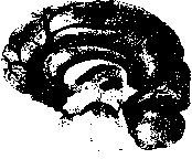 ������ - ���������� ������