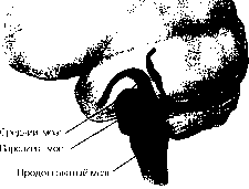 ������ - ���������� ������