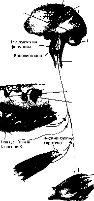 ������ - ���������� ������