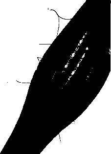 ������ - ���������� ������