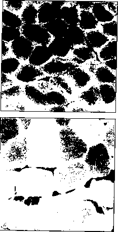 ������ - ���������� ������