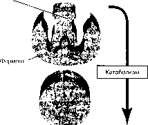 ������ - ���������� ������