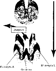 ������ - ���������� ������