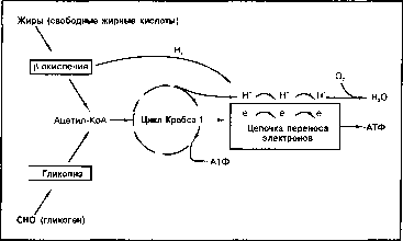 ������ - ���������� ������