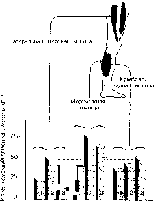 ������ - ���������� ������