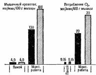 Мышечный аппарат и выносливость