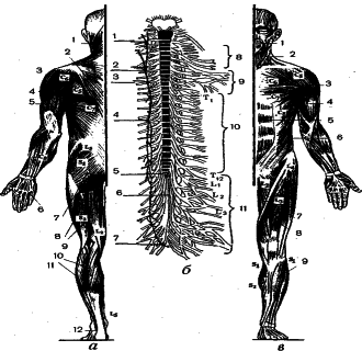 ���������� - �������� ���������� �������� (�������������)