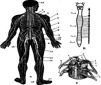 ���������� - �������� ���������� �������� (�������������)