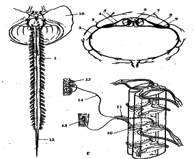 ���������� - �������� ���������� �������� (�������������)