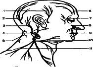 ���������� - �������� ���������� �������� (�������������)