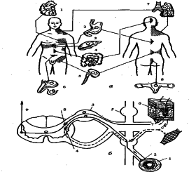 ���������� - �������� ���������� �������� (�������������)