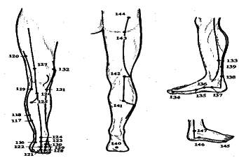 ���������� - �������� ���������� �������� (�������������)