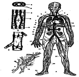 ���������� - �������� ���������� �������� (�������������)