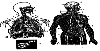 ���������� - �������� ���������� �������� (�������������)