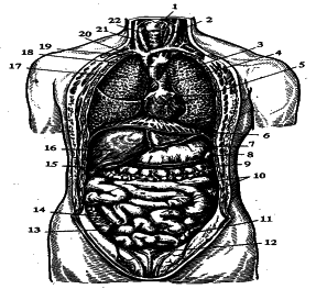 ���������� - �������� ���������� �������� (�������������)
