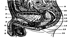 ���������� - �������� ���������� �������� (�������������)