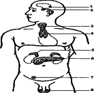 ���������� - �������� ���������� �������� (�������������)