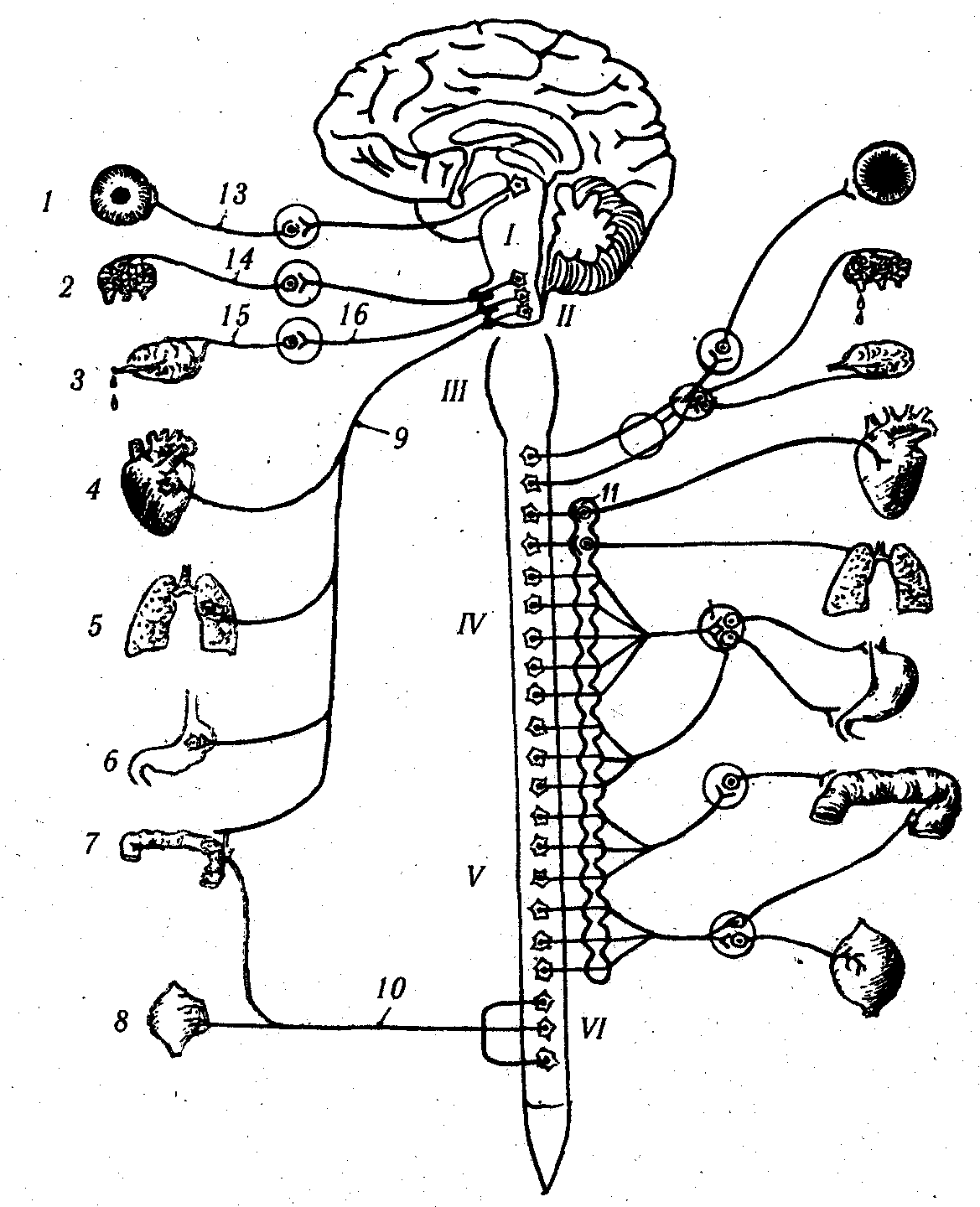 ������� - ���������� �������� ��������