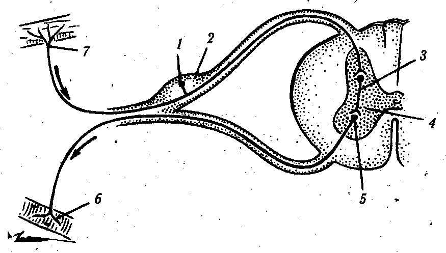 ������� - ���������� �������� ��������