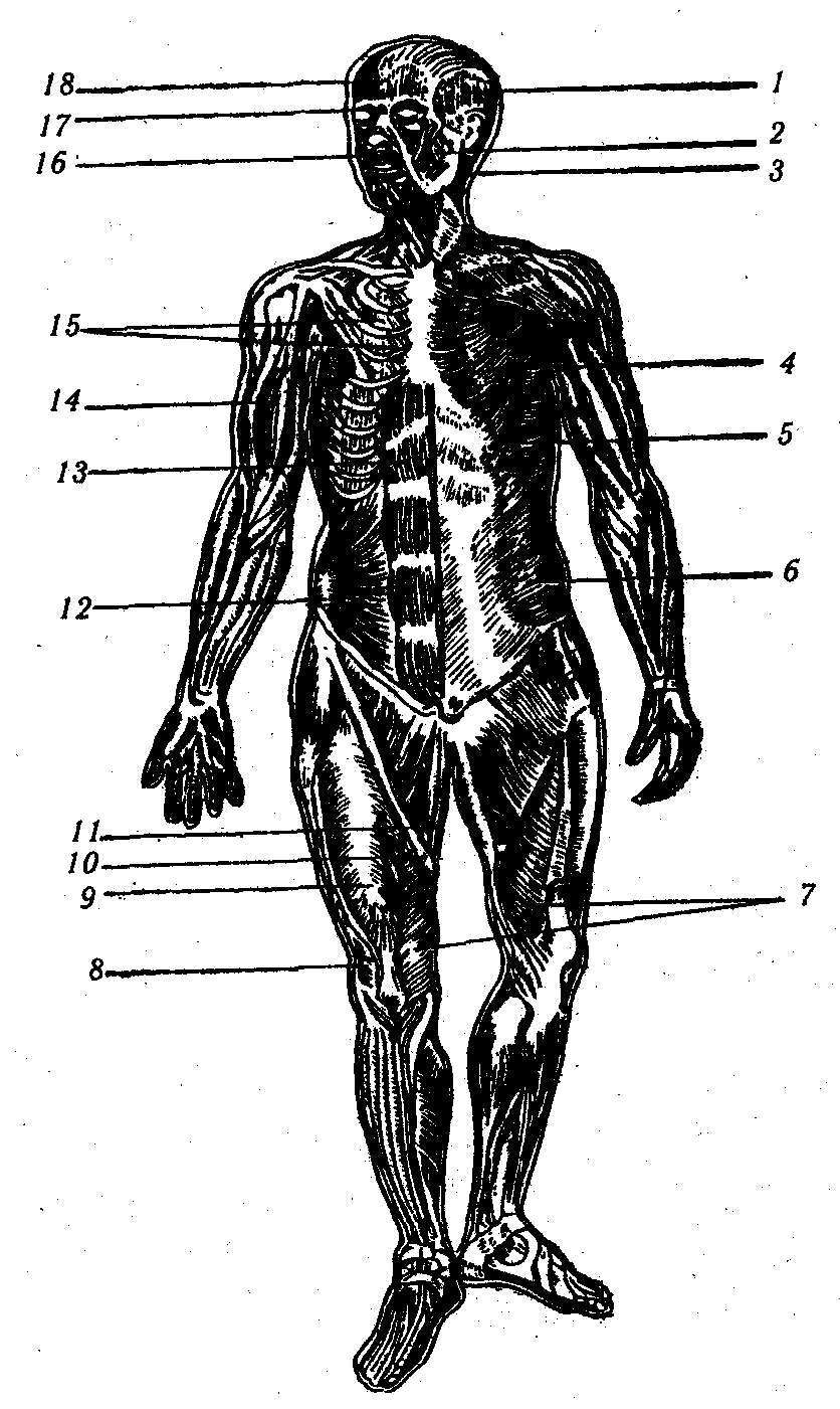 ������� - ���������� �������� ��������