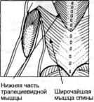 ������� �����