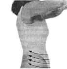 ������ ������ ����