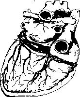 ����� - ����������� ����������� ���������������� �������